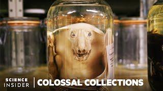 Why 11 Million Embalmed Specimens Are Stored In The Field Museum's Basement  | Colossal Collections