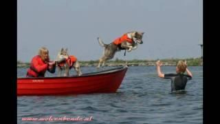 Czechoslovakian wolfdog-rescue wolfdog