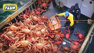 AMAZING King Crab Catching | Discover The Fishing of Tons of Alaskan Red King Crab