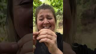 Foraging Pine Nuts in the Forest