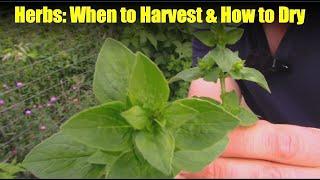 When to Harvest Herbs, and How to Dry Them