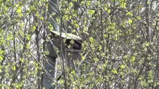 Our kestrel family in the popplars