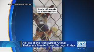 Front Street Animal Shelter offering free adoptions through Friday