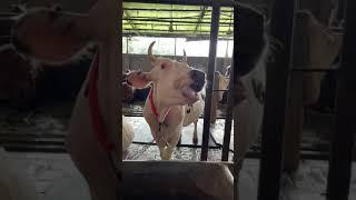 Funny cow video | big cow in the world | biggest cow #shorts