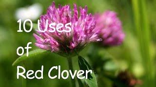 10 USES OF RED CLOVER