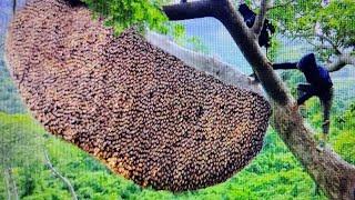 tree climbing skills without fear of heights harvesting honey from dangerous tall trees