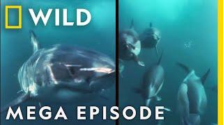 Sharks: King of the Ocean | MEGA EPISODE Epic Battle Compilation | Marine Predators | Nat Geo WILD