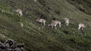 Blue Sheep (भरल) Great Himalayan National Park