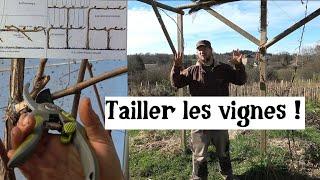 Comment tailler les vignes ? (pourquoi ?)