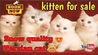 Persian Cats For Sale I Quality kitty  I Pure persian cats I kitten sale varanasi I #cats