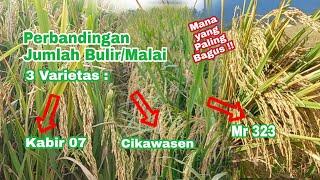 Perbandingan Jumlah Bulir Padi MR 323, Kabir 07, dan Varietas Lokal Cikawasen !!