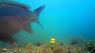 Ловля карпа на бойлы. Видео под водой.