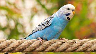 Parakeet  Adorable Chatty Pets!