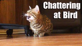 Bengal cat Chattering at Birds l CrazyCatish