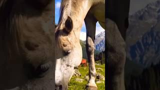 #music #tajikmusic #song #cover #love #live #automobile #travel #nature #mountains