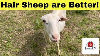 7 Reasons Hair Sheep are Better! [Best Sheep for Your Farm] - 2024