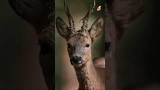 А вы знали? Дмитрий Богуш про территориальность косули в Беларуси! Интересные факты #косуля