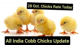 28 Oct. Monday Chicks Rate Today