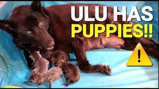 Ulu Has Puppies!! - The Lycan Shepherd Project