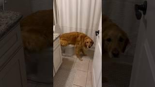 My dog is the smartest dog in the world! #dog #goldenretriever