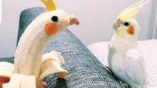 Смешные птички  - Приколы с птицами/FUNNY BIRDS