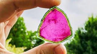 Marvelous Colors of  Water Melon  Tourmaline Slices