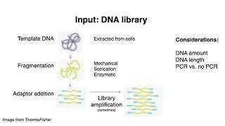 MCB 182 Lecture 2.1 - DNA sequencing overview