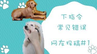 给狗狗下指令常见的错误，如何改变？网友投稿#1