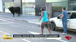 Homem tenta laçar boi no meio da rua em Linhares (31/03/2021)