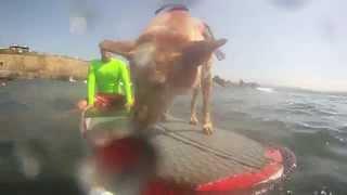 Homer and his surfing dog - video by Chris Thompson