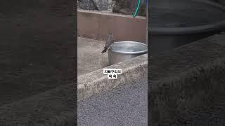 #지빠구리 #목욕 #자연을담다 #지빠귀 #도시 #새 #노천탕 #옹달샘 #birds #animals  #wildlife #Thrush