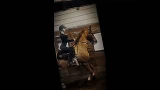 50 days 50 duos! Day 17/50! #equestrian #fyp #gelding #americansaddlebred @asb.elroyy