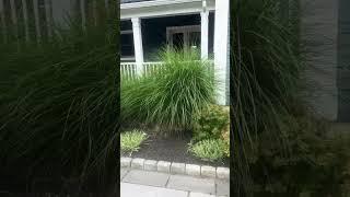 #3Work with me. Ornamental grass removal. #work #landscaping #shorts #youtubeshorts