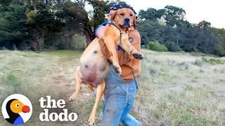 Rescuing a Very Pregnant Dog After Hours of Tracking in the Woods | The Dodo