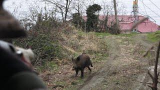 A Very Exciting Wild Boar Hunt in Anatolia