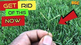 Grass Going to seed //Hybrid  Bermuda Grass Seed heads // Seed head in lawn