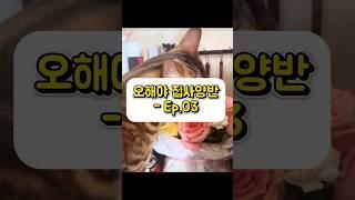  고양이 표정 뭐냐곸ㅋㅋ “저 진짜 안 먹었어요!”