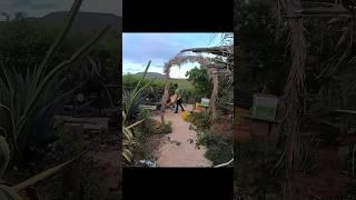 Coconut night at Shelterrock Paradise in CURACAO! #shorts #curacao #caribbeanfood