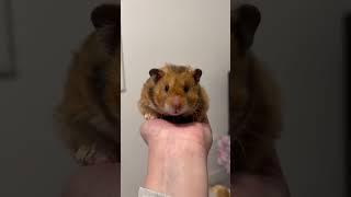 Cute Sleepy Curly Rex Hamster 