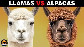 What Is The Difference Between Llamas and Alpacas?