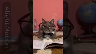Что лучше прогресс или регресс? @kotiynet #kotiynet #школакотиков #врек