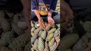Not every pine tree will bear pine nuts Wild pine nuts Hometown Goods