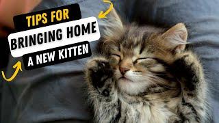 Tips For Bringing Home A New Kitten | Welcome A Cat To Your Home