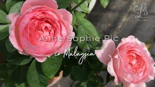 [Barakallahufik] MY ANNE SOPHIE PIC ROSE IN MALAYSIA |  LITTLE SQFT