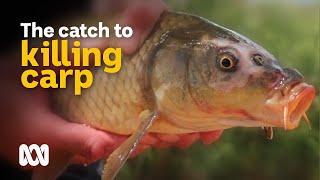 Battling to eliminate carp from Australian waterways  | Meet the Ferals Ep 9 | ABC Australia