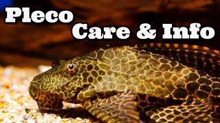 Pleco Care and Information Hypostomus Plecostomus - Common Pleco