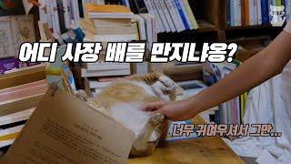 고양이 사장님이 운영하는 동네 책방. (사람은 직원입니다.)