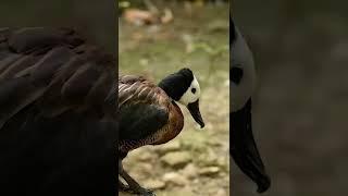 Duck bird amazing beak