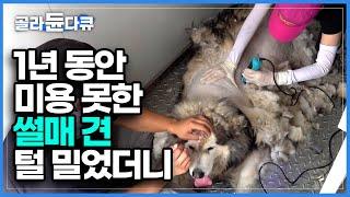 80대 할머니 혼자 키우는 40kg 대형 썰매견 말라뮤트, 감당할 수 없는 몸집에 요청한 강아지 미용 무더위에 엉키고 떡진 털들을 1년 만에 정리한다│극한직업│#골라듄다큐