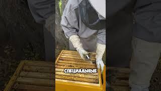 Для заказа мёда пишите WhatsApp. Ссылка в профиле. #bee #beekeeper #beekeeping #honey